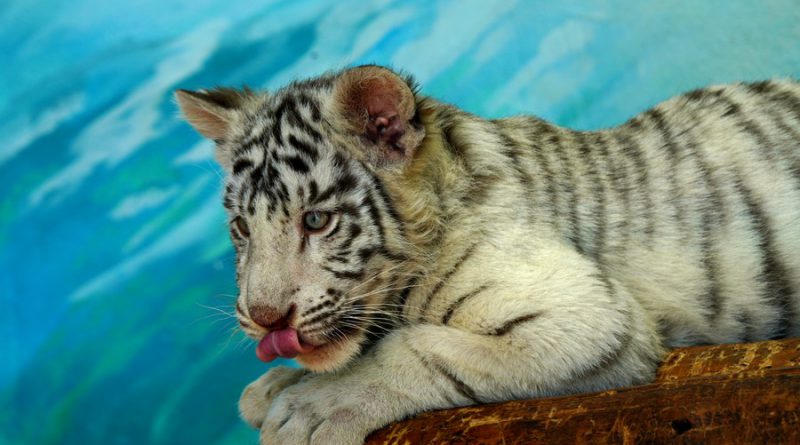 น่ารักตาแป๋ว..รับปีขาล! ลูกเสือโคร่งขาว ‘เสี่ยวไป๋’ ในสวนสัตว์เซี่ยงไฮ้