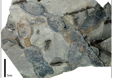 นักวิจัยพบฟอสซิล ‘หมามุ่ย’ เก่า 10 ล้านปี ในเวียดนาม